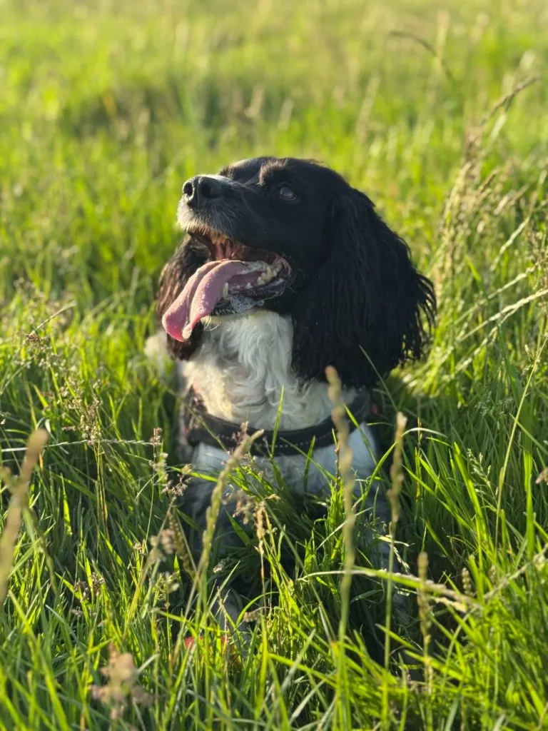 Bramble resting in long grass
