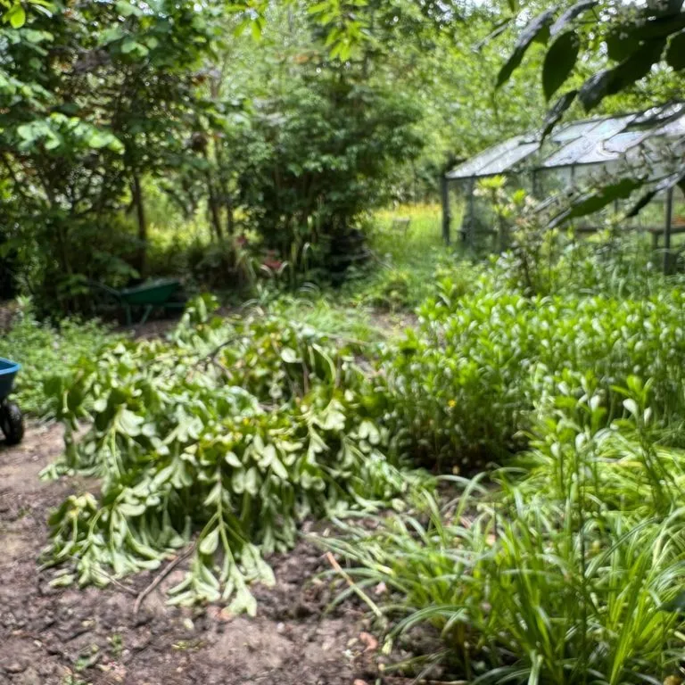 Overgrown garden path covered with cut branches before clearance