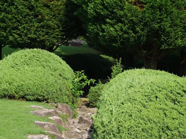 Neatly shaped green shrubs