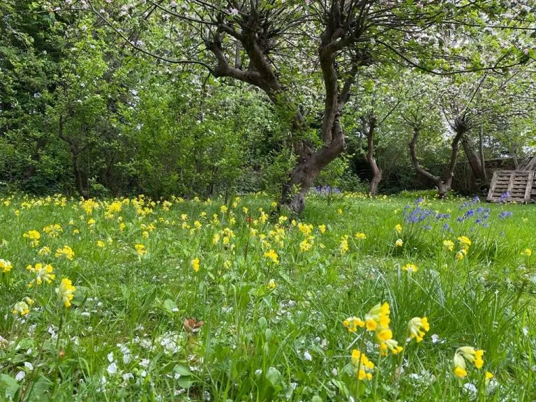 A meadow garden beneath mature trees