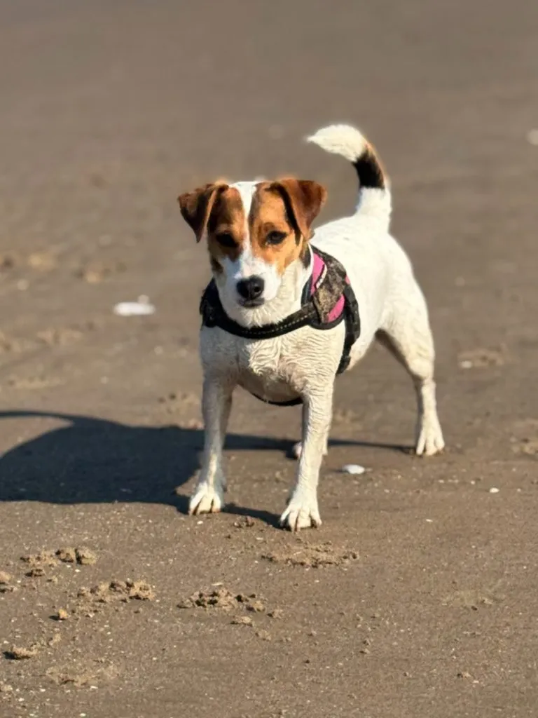 Pixy standing on the beach
