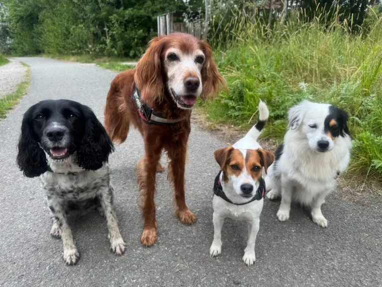 Twiglet, Bramble, Chipstick and Pixy together outdoors