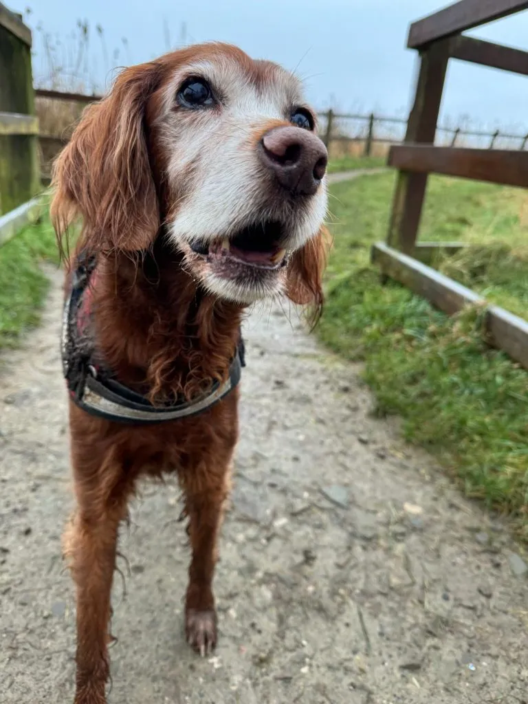 Twiglet standing on a garden path